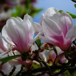 Magnolienblüte ätherisches Öl