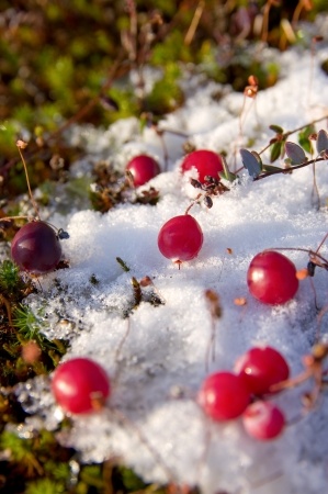 cranberries